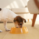 Beagle mix eating dog food from orange bowl on floor